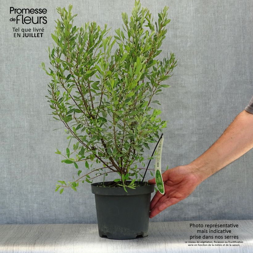 Exemplaar van Myrica gale - Wasgagel Pot van 1,5 l/2 l zoals geleverd in de zomer