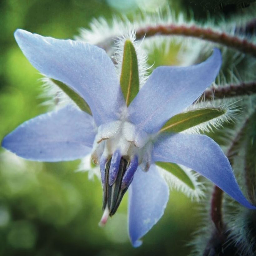 Borago officinalis (zaad) - Komkommerkruid (Bloei)