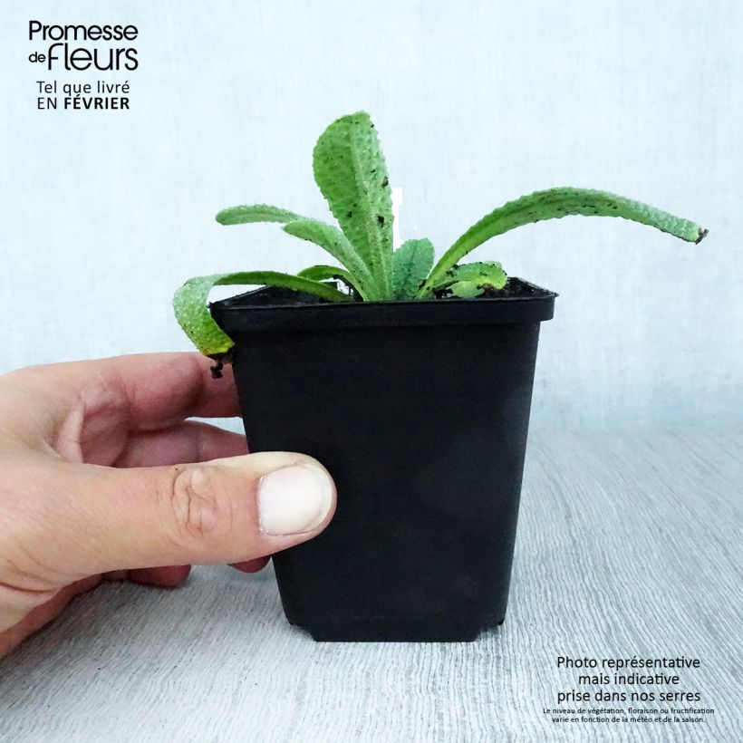 Exemplaar van Borago pygmaea - Bernagie Kweekpotje van 8/9 cm zoals geleverd in de herfst