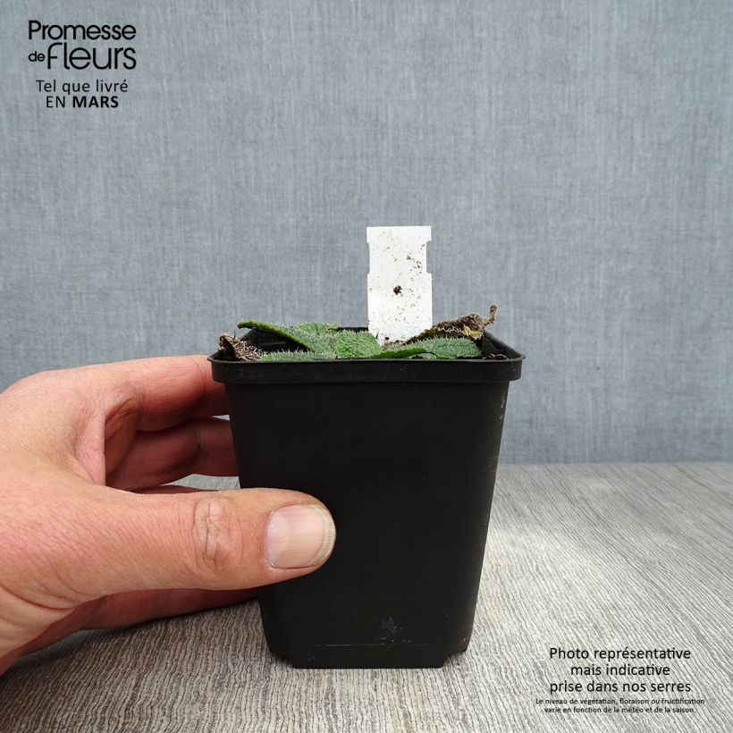 Exemplaar van Borago pygmaea - Bernagie Kweekpotje van 8/9 cm zoals geleverd in de lente