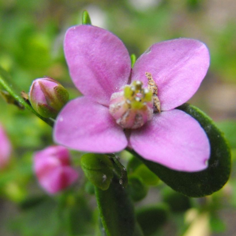Boronia crenulata Shark Bay - Anijsboronia (Flowering)