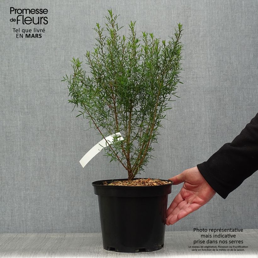 Example of Boronia heterophylla - Geurboom Pot van 3 l/4 l as you get in printemps