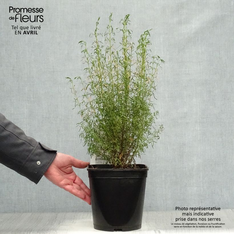Exemplaar van Boronia heterophylla Ice Charlotte - Boronie à feuilles variées Pot van 4 l/5 l zoals geleverd in de lente