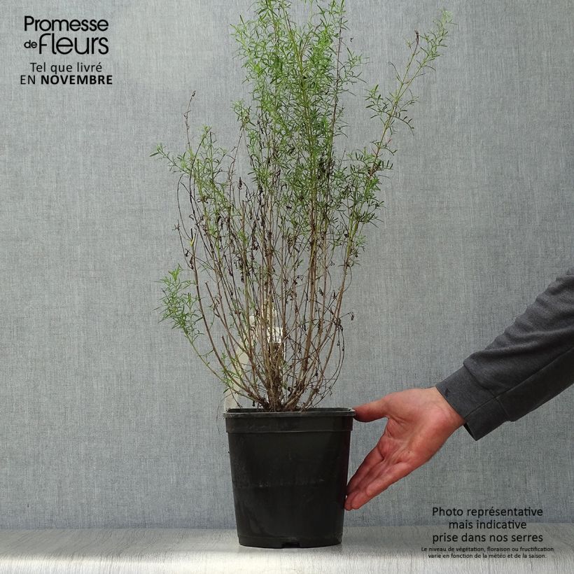 Exemplaar van Boronia heterophylla Ice Charlotte - Boronie à feuilles variées Pot van 4 l/5 l zoals geleverd in de herfst