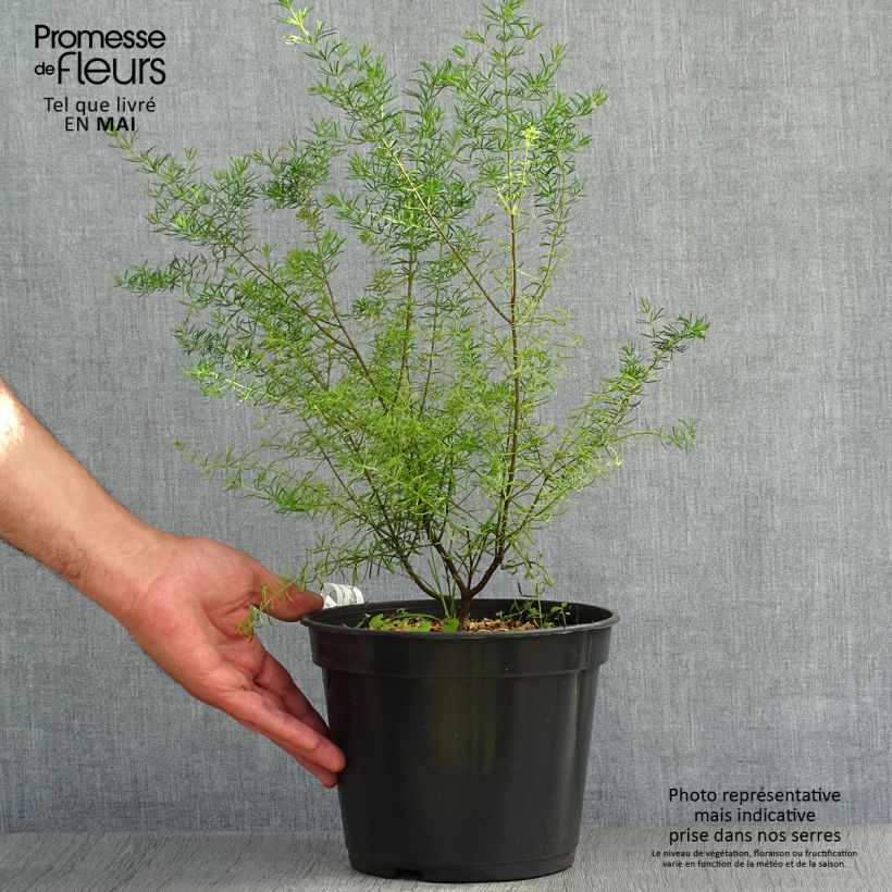 Example of Boronia megastigma Tui - Bruine boronia Pot van 4 l/5 l as you get in printemps