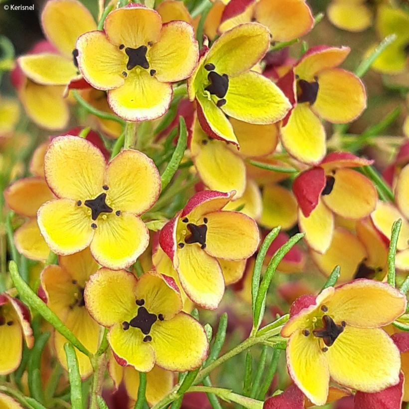 Boronia megastigma Tui - Bruine boronia (Flowering)
