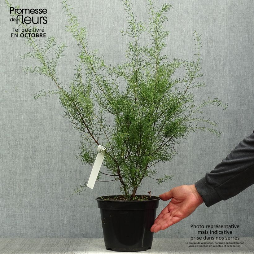 Exemplaar van Boronia megastigma Tui - Bruine boronia Pot van 4 l/5 l zoals geleverd in de herfst