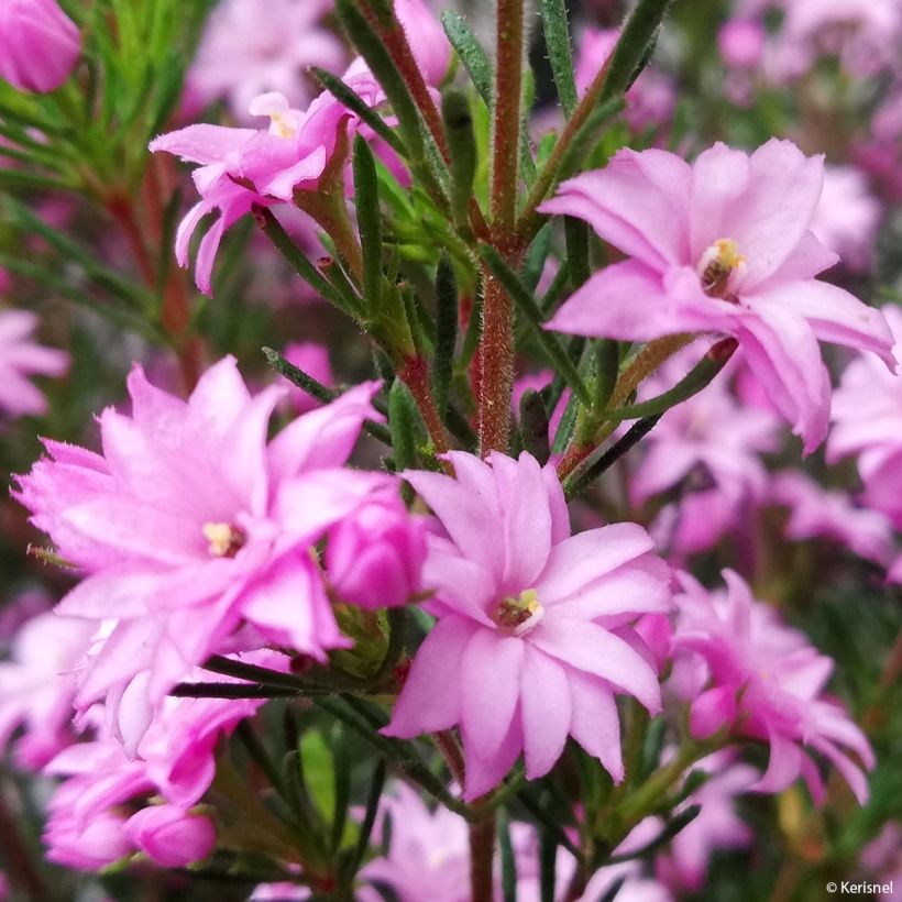 Boronia pilosa Rose Blossom - Boronie velue (Bloei)