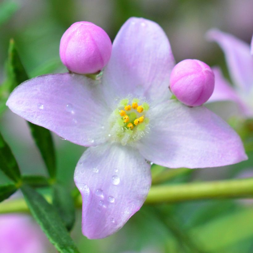 Boronia pinnata var. muelleri - Geurboom (Bloei)