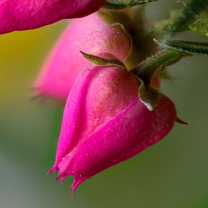 Boronia Carousel - Boronia Carousel (Flowering)