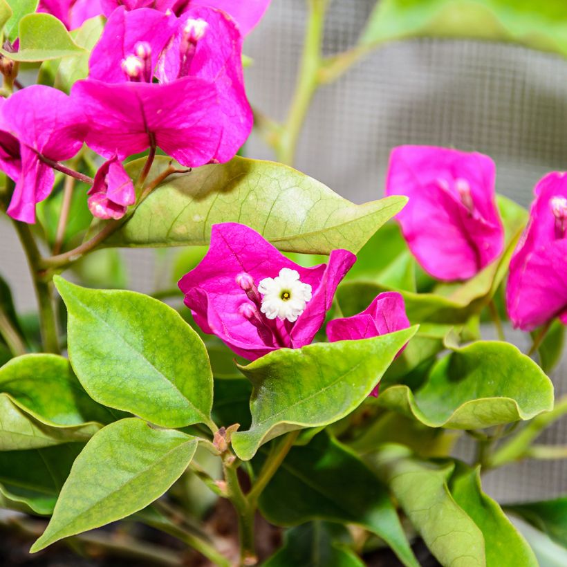Bougainvillea Mini Thaï - Bougainville (Bloei)