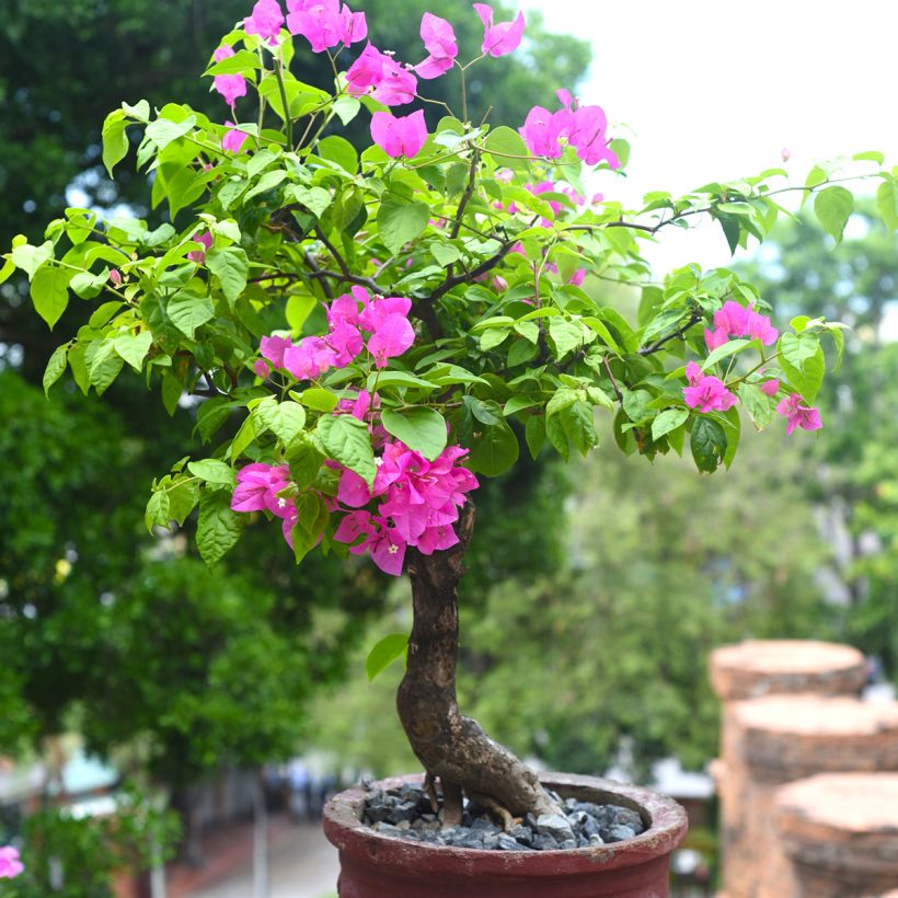 Bougainvillea Mini Thaï - Bougainville (Groeiplaats)