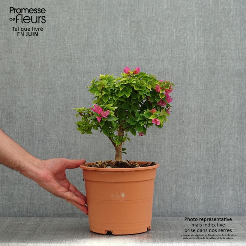 Exemplaar van Bougainvillea Mini Thaï - Bougainville Pot van 3 l/4 l zoals geleverd in de lente