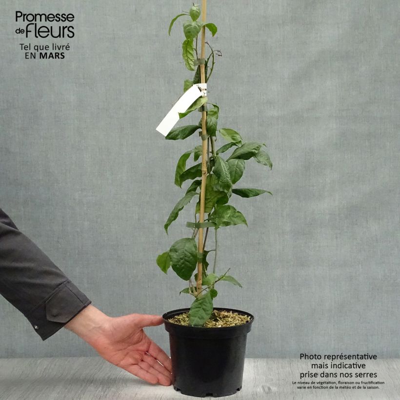 Exemplaar van Bougainvillea Violet de Mèze - Papierbloem Pot van 3 l/4 l zoals geleverd in de lente