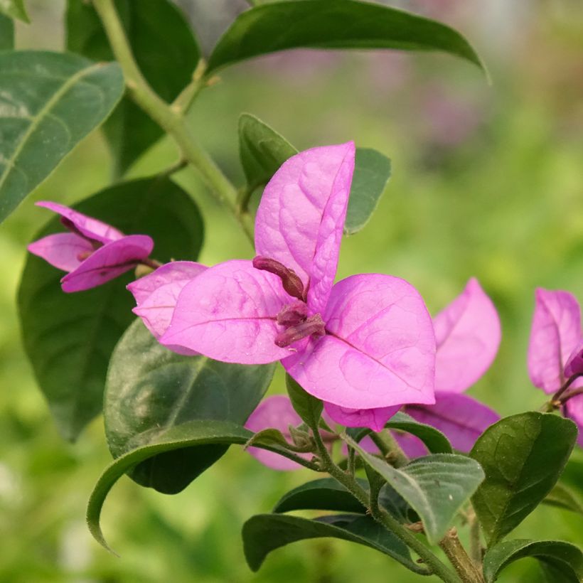 Bougainvillea Violet de Mèze - Papierbloem (Bloei)