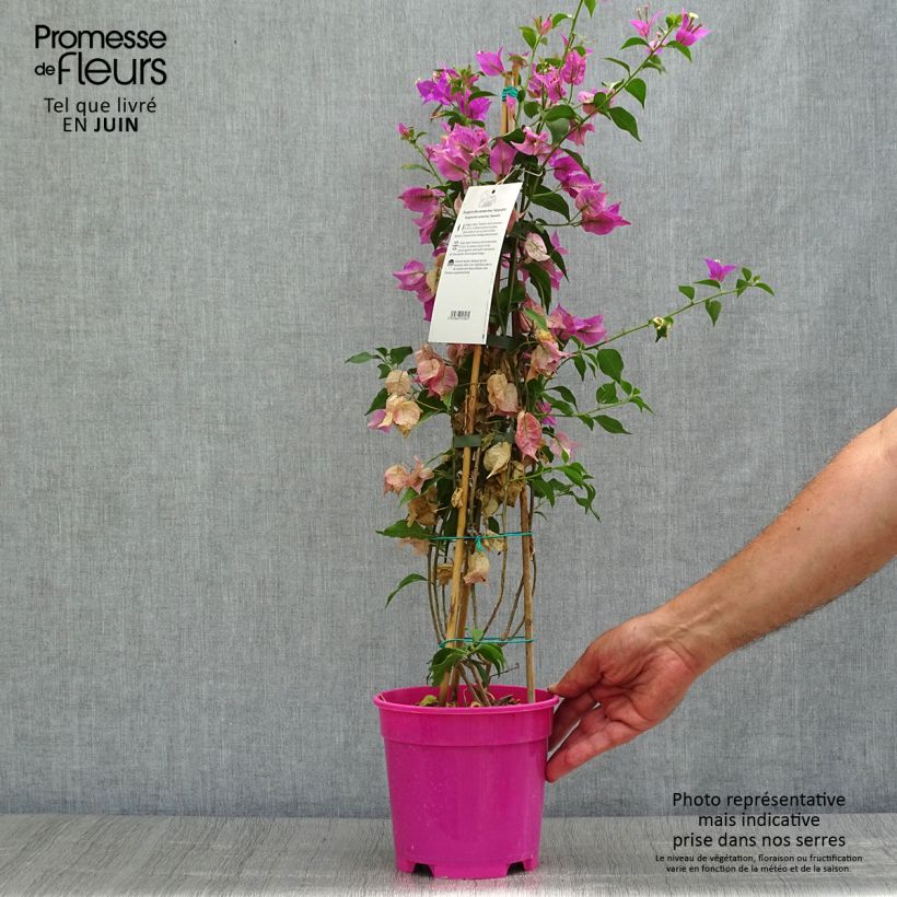 Exemplaar van Bougainvillea glabra Sanderiana - Bougainville Pot van 2 l/3 l zoals geleverd in de zomer