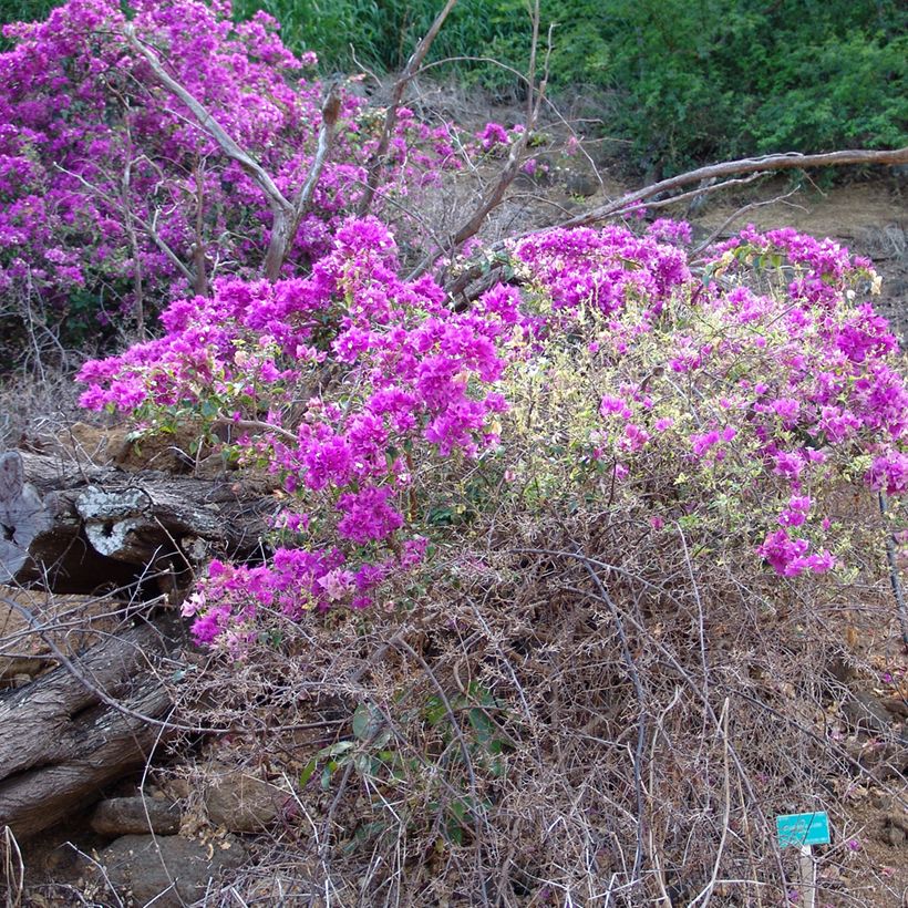 Bougainvillea glabra Variegata - Bougainville (Groeiplaats)