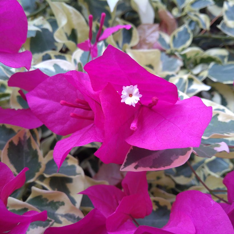 Bougainvillea glabra Variegata - Bougainville (Bloei)