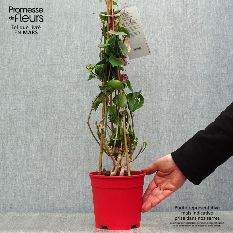 Exemplaar van Bougainvillea spectabilis Wit - Papierbloem Pot van 2 l/3 l zoals geleverd in de lente