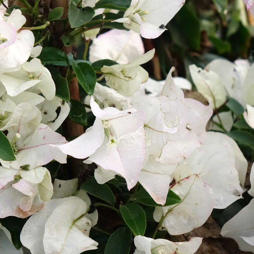 Bougainvillea spectabilis Wit - Papierbloem (Bloei)