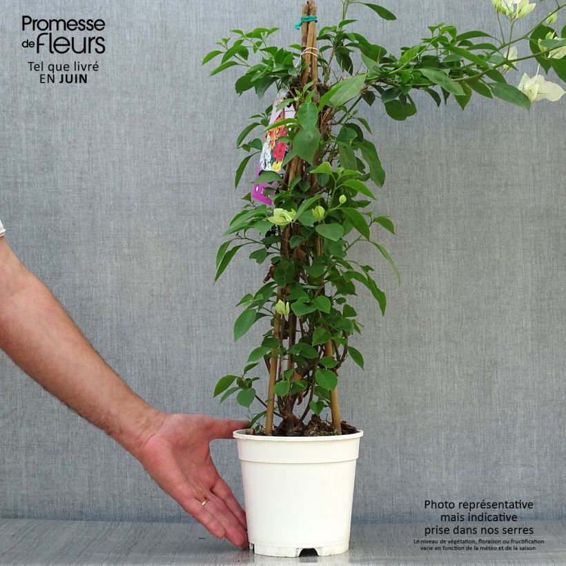 Exemplaar van Bougainvillea spectabilis Wit-Roze - Bougainville Pot van 2 l/3 l zoals geleverd in de zomer