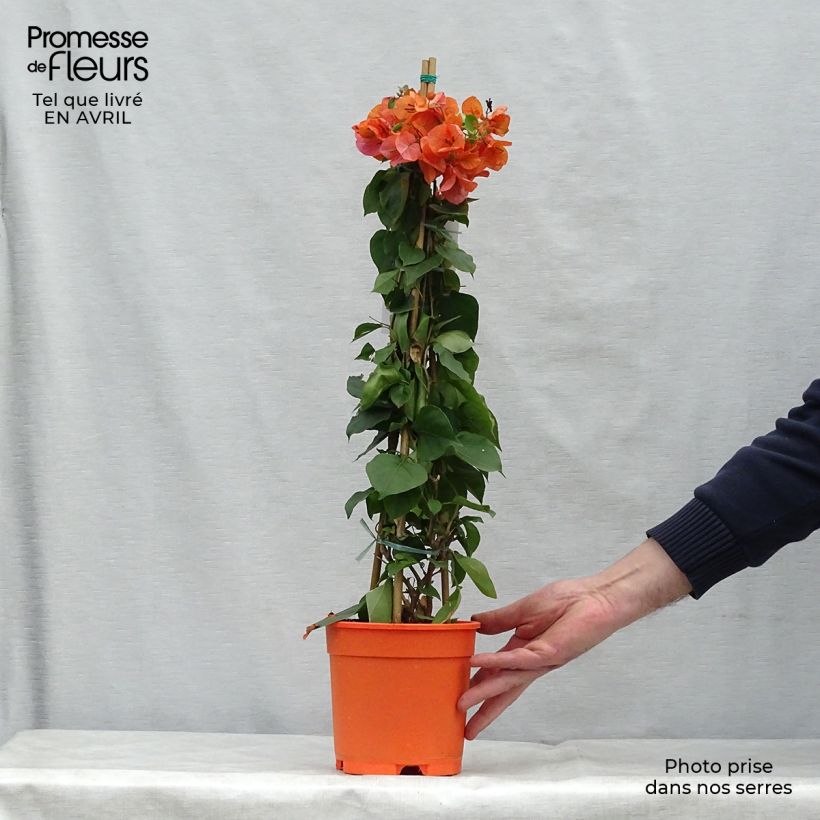 Exemplaar van Bougainvillea spectabilis Oranje - Bougainville Pot van 2 l/3 l zoals geleverd in de lente