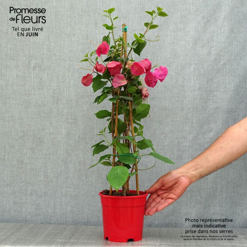 Exemplaar van Bougainvillea spectabilis Donkerrood - Papierbloem Pot van 2 l/3 l zoals geleverd in de zomer