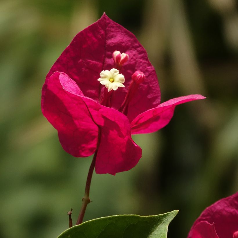 Bougainvillea spectabilis Donkerrood - Papierbloem (Bloei)