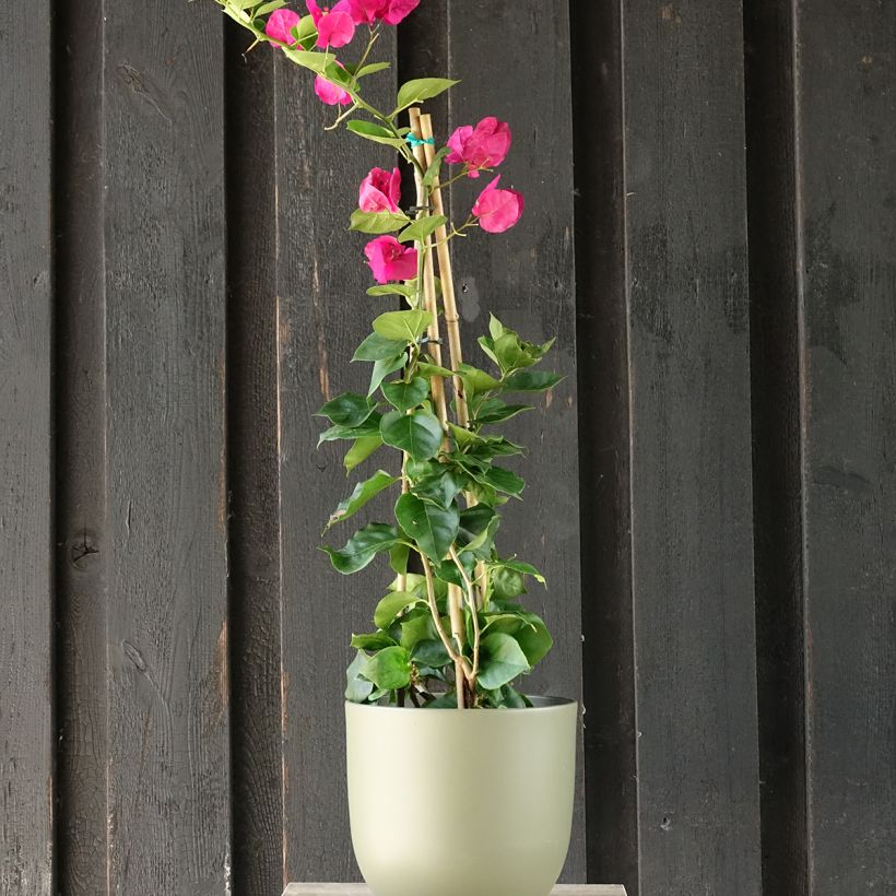 Bougainvillea spectabilis Donkerrood - Papierbloem (Groeiplaats)