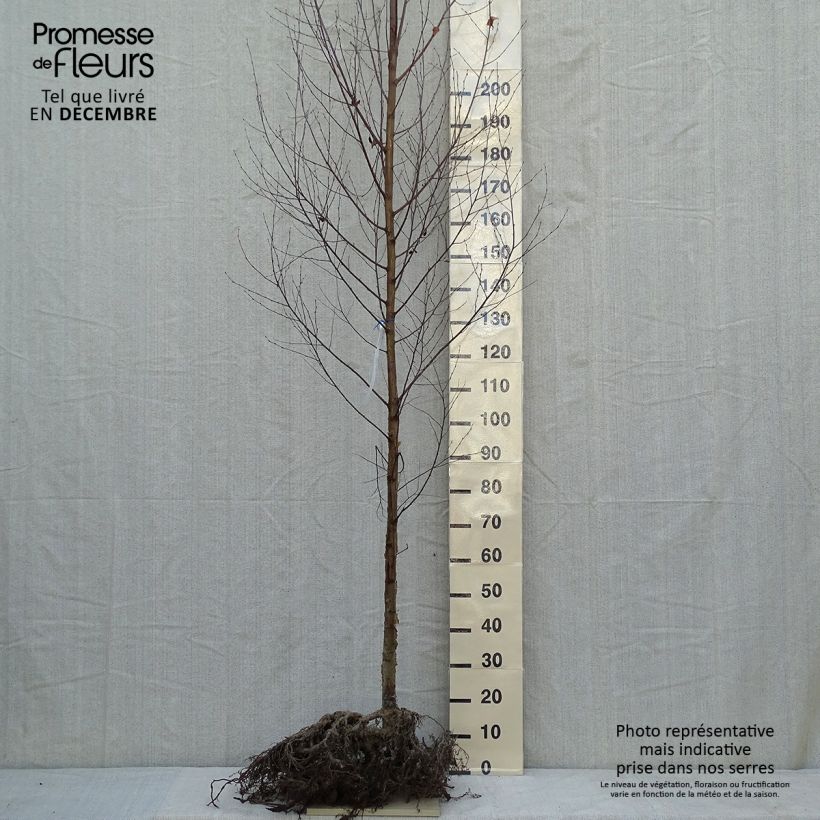 Exemplaar van Betula utilis var. jacquemontii Doorenbos - Himalayaberk Naakte wortel, Stengel zoals geleverd in de winter