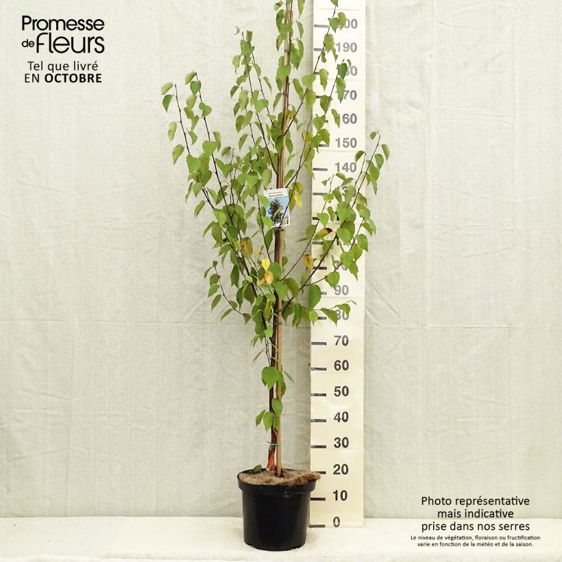 Exemplaar van Betula albosinensis Fascination - Chinese berk Pot van 7,5 l/10 l zoals geleverd in de herfst