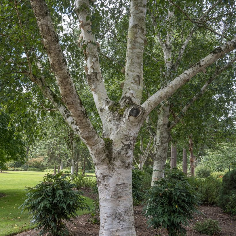 Betula utilis jacquemontii - Chinese berk (Groeiplaats)
