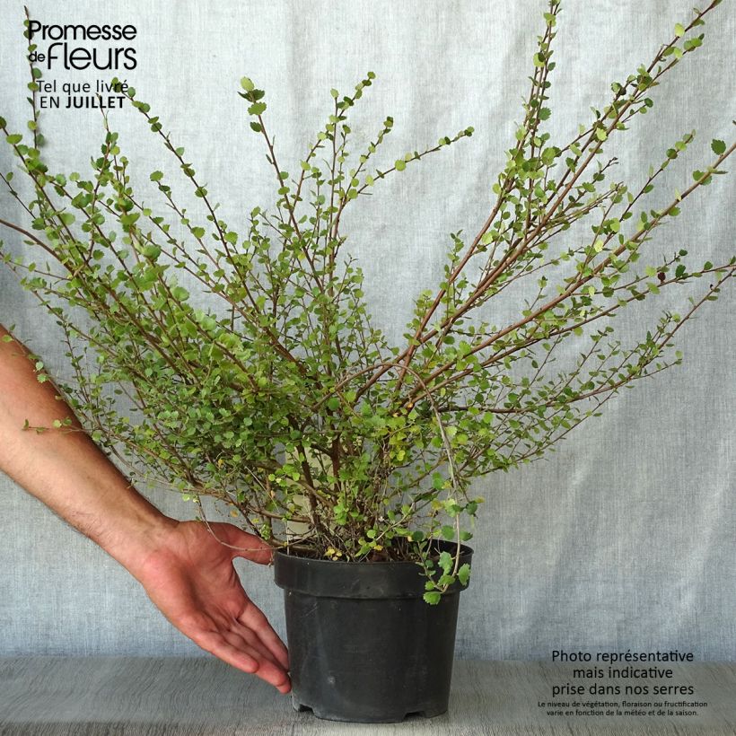 Exemplaar van Betula nana - Dwergberk Pot van 2 l/3 l zoals geleverd in de zomer