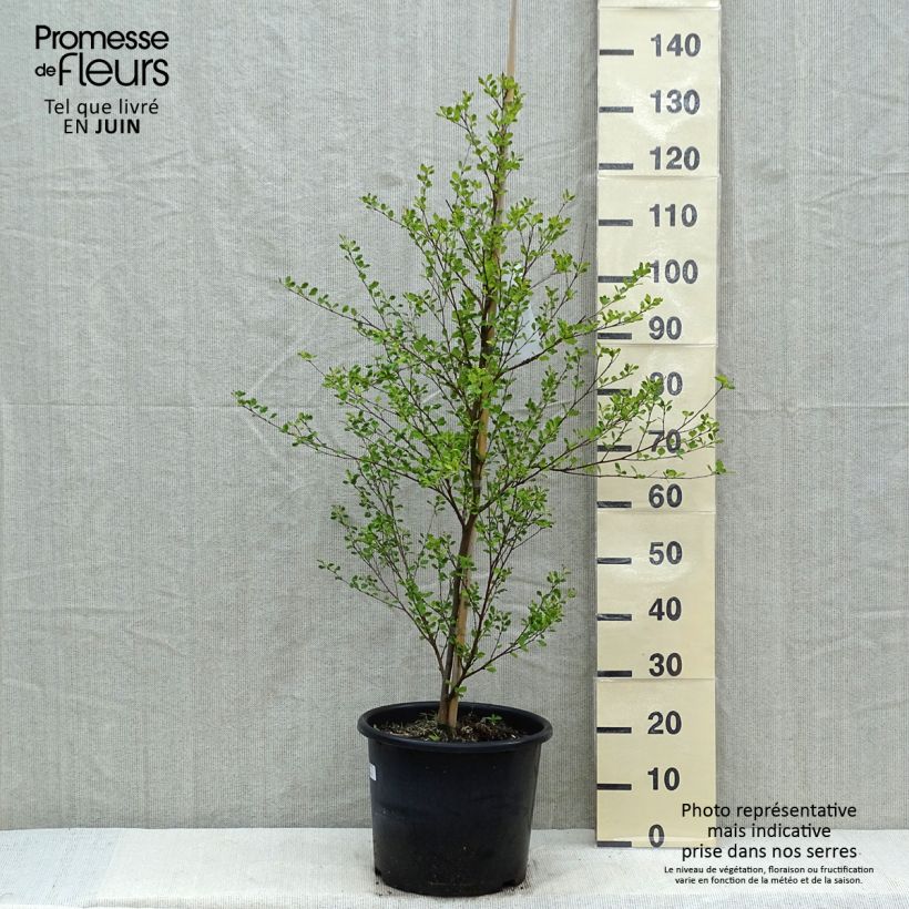 Example of Betula nigra - Zwarte berk Pot van 12 l/15 l as you get in printemps
