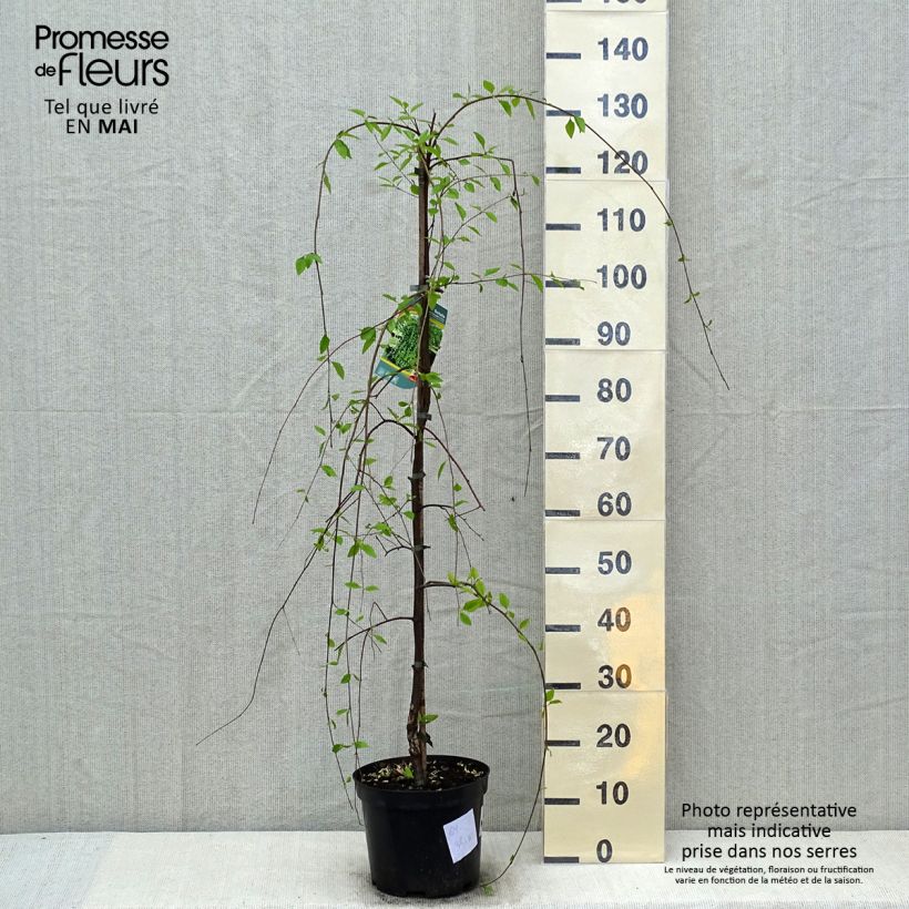 Exemplaar van Betula nigra Summer Cascade - Zwarte berk Pot van 7,5 l/10 l zoals geleverd in de lente