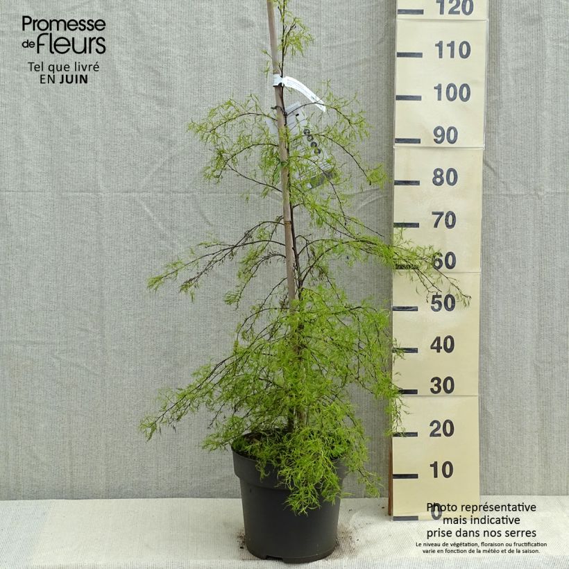 Exemplaar van Betula pendula Karaca - Ruwe berk Pot van 7,5 l/10 l zoals geleverd in de lente