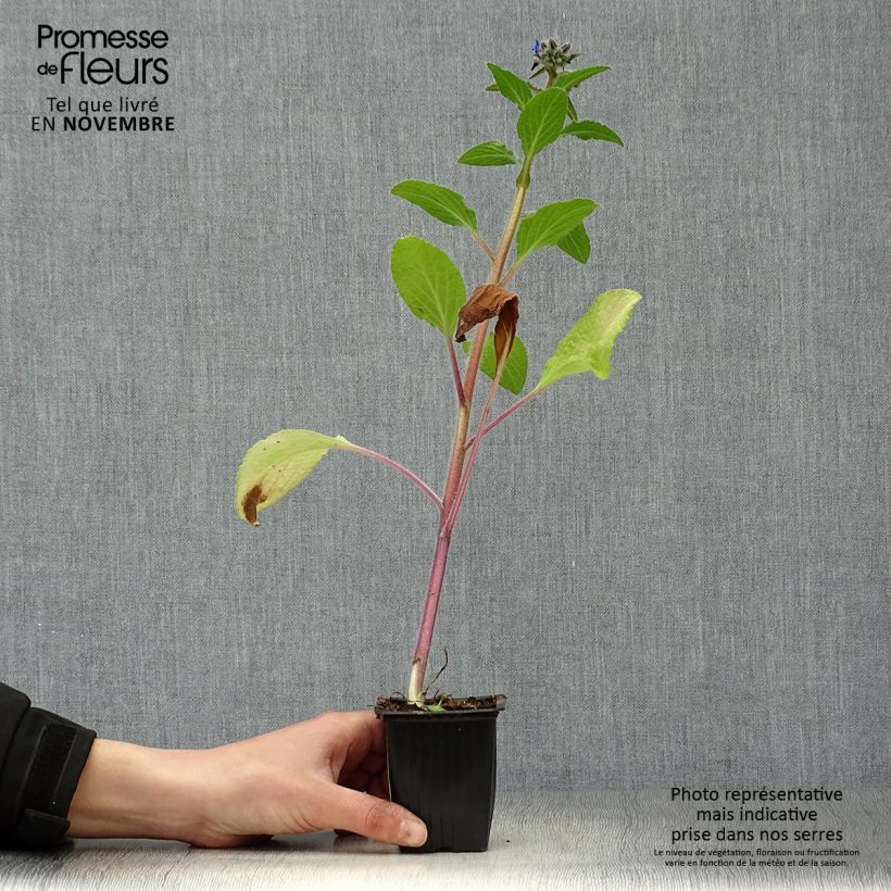 Exemplaar van Bernagie BIO - Borago officinalis Kweekpotje van 7/8 cm zoals geleverd in de herfst
