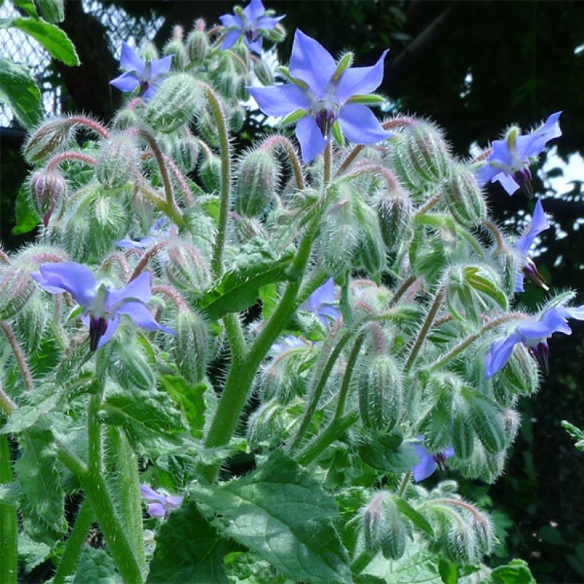 Bernagie BIO - Borago officinalis (Bloei)