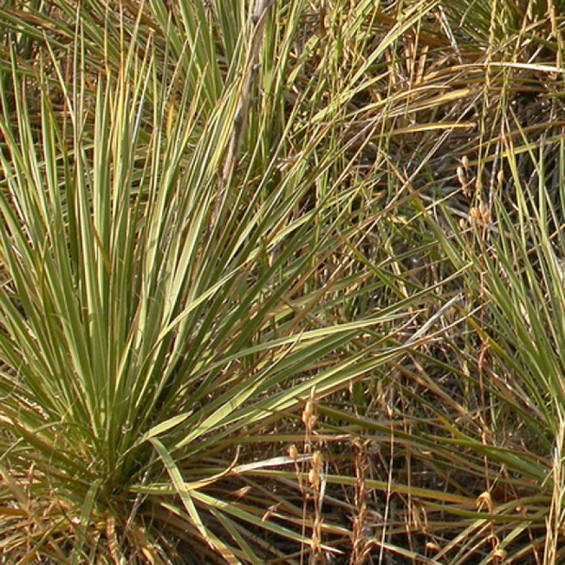 Bouteloua curtipendula - Muskietengras (Blad)
