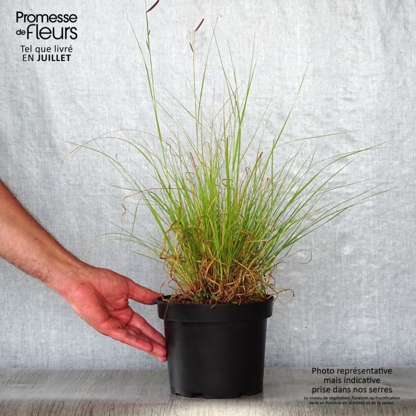 Exemplaar van Bouteloua gracilis - Muskietengras Pot van 1,5 l/2 l zoals geleverd in de zomer