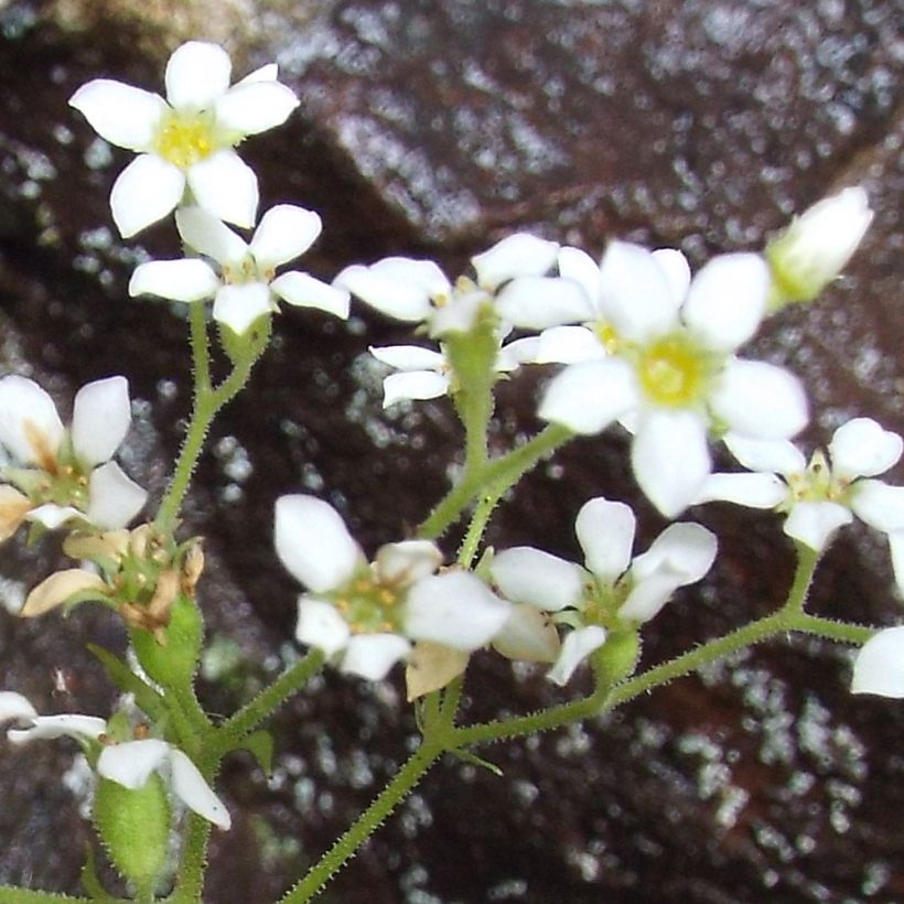 Boykinia aconitifolia (Bloei)