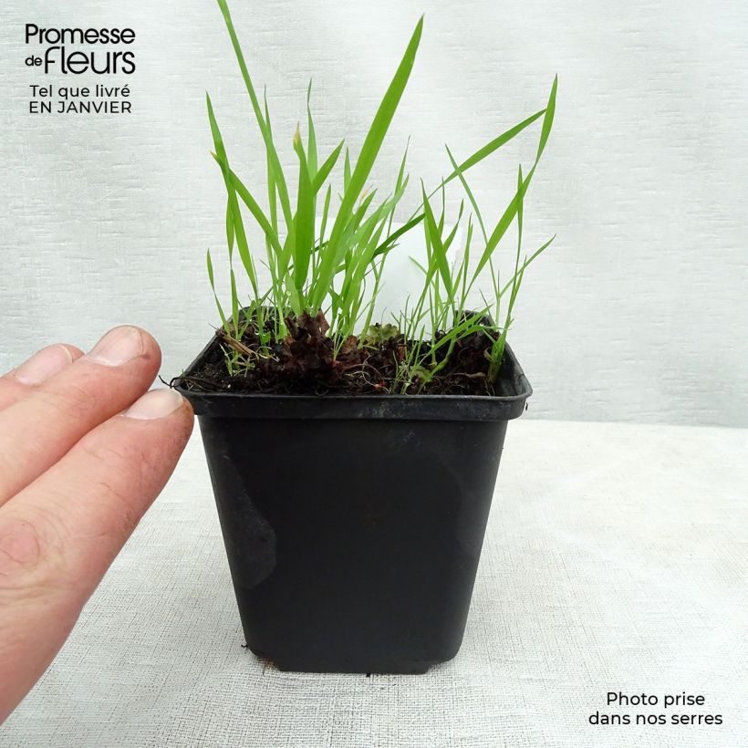 Exemplaar van Boykinia major - Grote boykinia Kweekpotje van 8/9 cm zoals geleverd in de winter