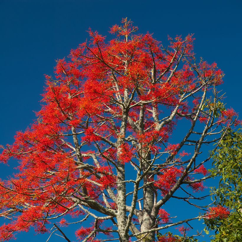 Brachychiton acerifolius - Vuurboom (Groeiplaats)
