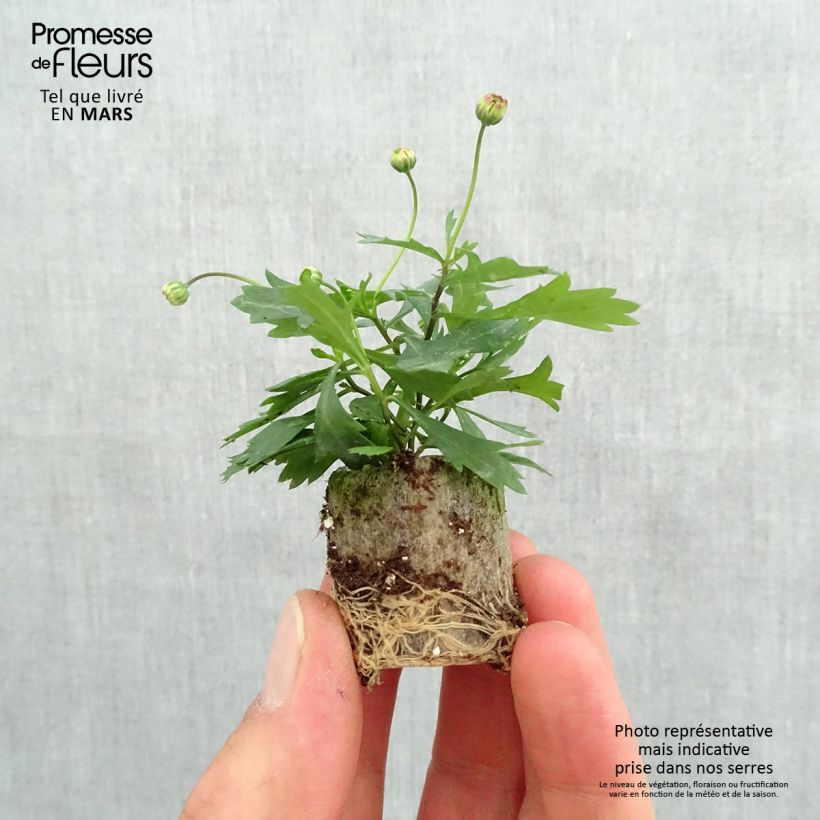 Exemplaar van Brachycome Brasco Violet - Australisch madeliefje Mini-mot Ø 3/4 cm zoals geleverd in de lente