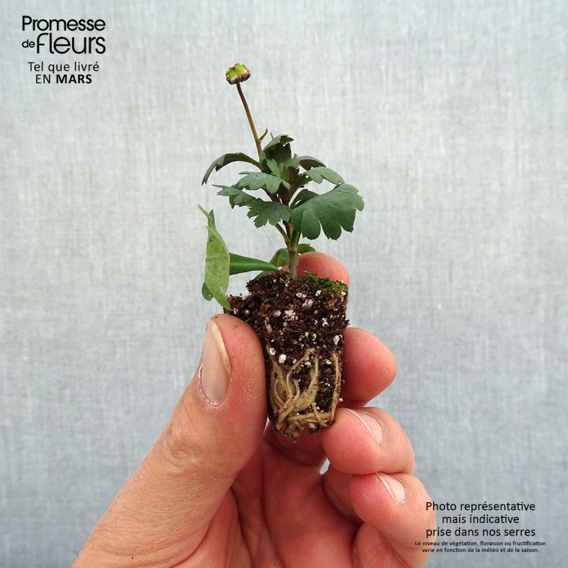 Exemplaar van Brachycome Fresco Candy - Australisch madeliefje Mini-mot Ø 3/4 cm zoals geleverd in de lente