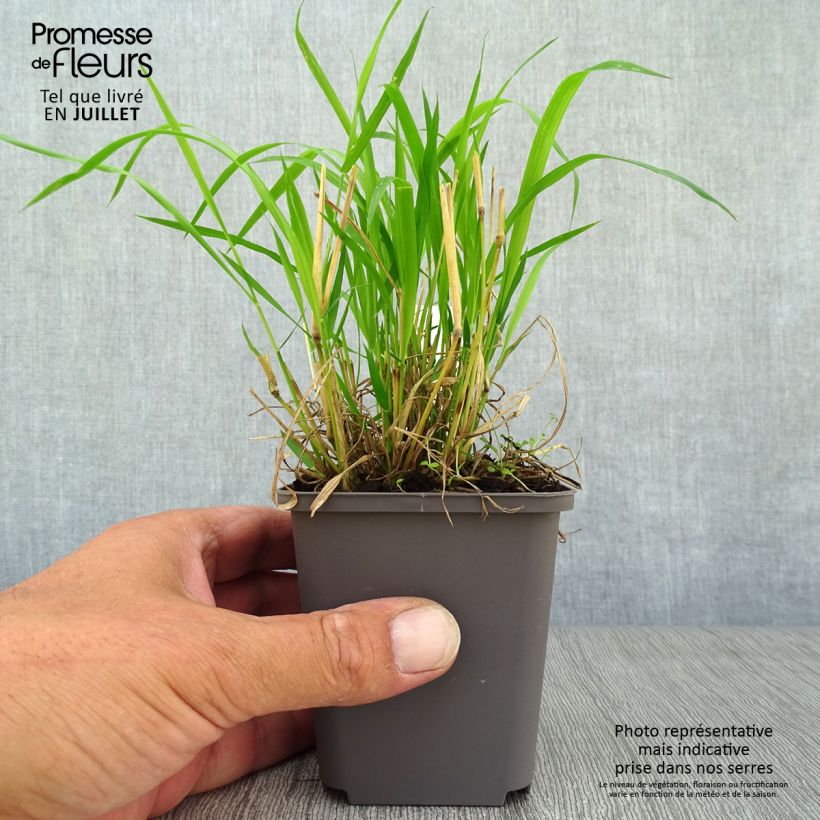 Exemplaar van Brachypodium sylvaticum - Boskortsteel Kweekpotje van 8/9 cm zoals geleverd in de zomer