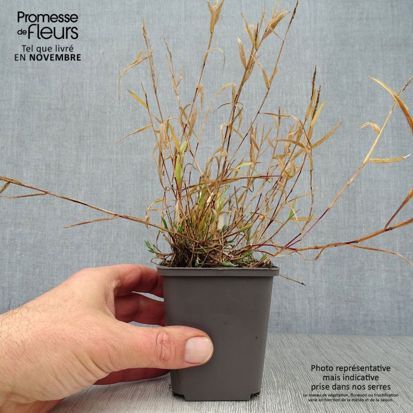 Exemplaar van Brachypodium sylvaticum - Boskortsteel Kweekpotje van 8/9 cm zoals geleverd in de herfst