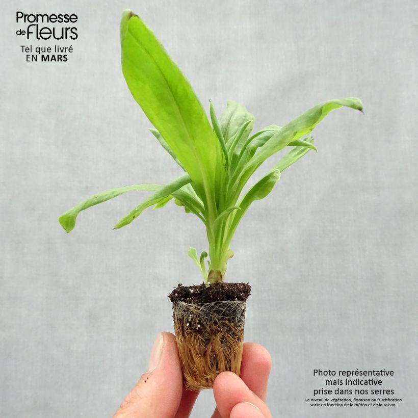 Exemplaar van Bracteantha bracteata Granvia Goud - Goudstrobloem Mini-mot Ø 3/4 cm zoals geleverd in de lente