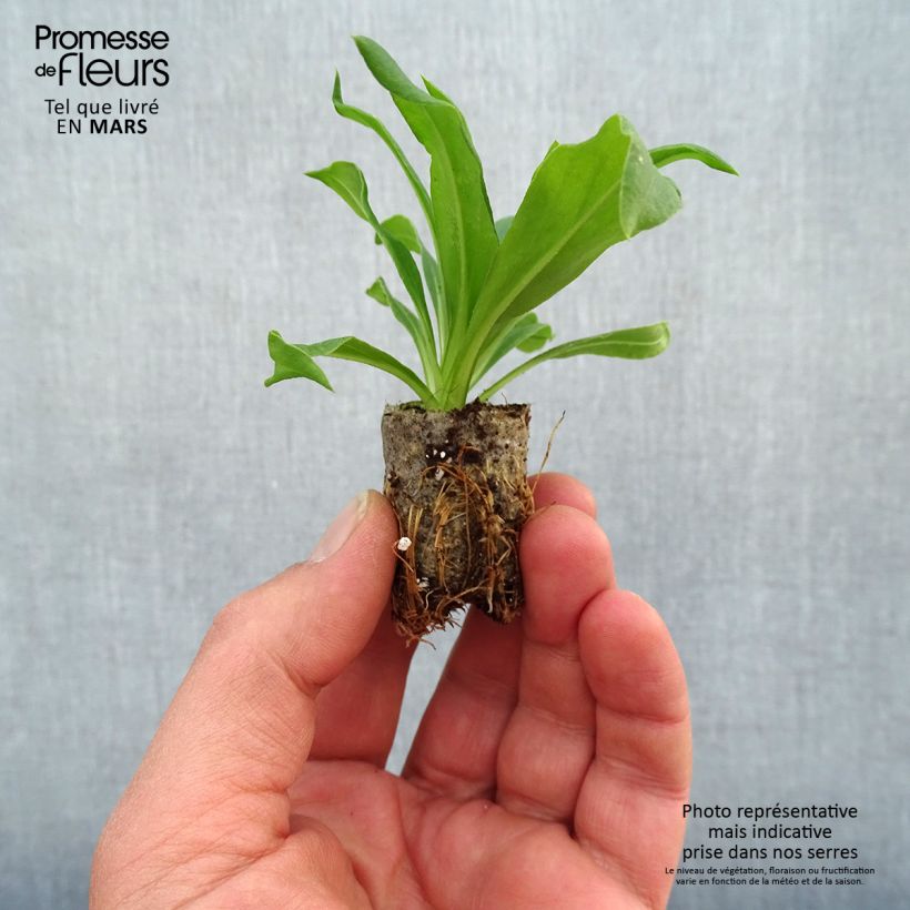 Exemplaar van Bracteantha bracteata Heliana Goud - Goudstrobloem Mini-mot Ø 1,5/2,5 cm zoals geleverd in de lente