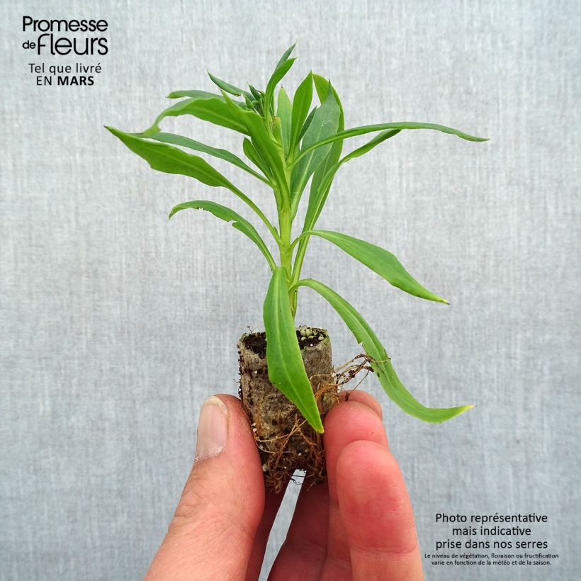 Exemplaar van Bracteantha bracteata Heliana Scarlet - Strobloem Mini-mot Ø 1,5/2,5 cm zoals geleverd in de lente